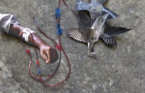 Human arm with needle and tubing attached to metal birds.