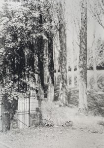 Black and white image of trees in a line and metal gate.